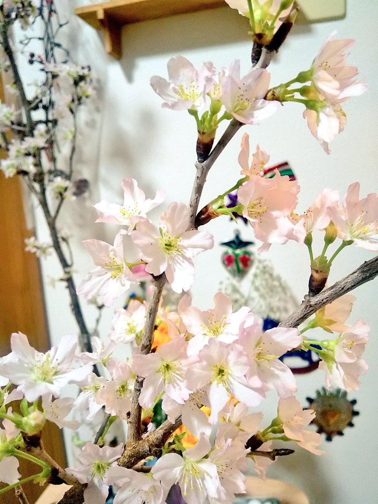 「ここしばらく投げ売りされてた桜を飾ってて、部屋で花見が出来るのが嬉しい」|赤夏 5/5comitiaさ11bのイラスト