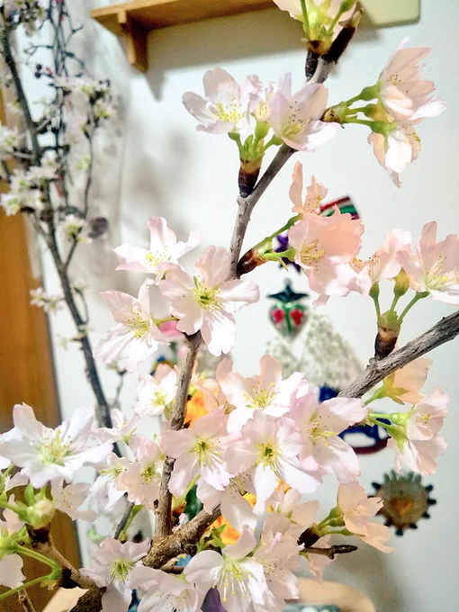 ここしばらく投げ売りされてた桜を飾ってて、部屋で花見が出来るのが嬉しい