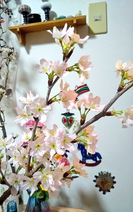 ここしばらく投げ売りされてた桜を飾ってて、部屋で花見が出来るのが嬉しい