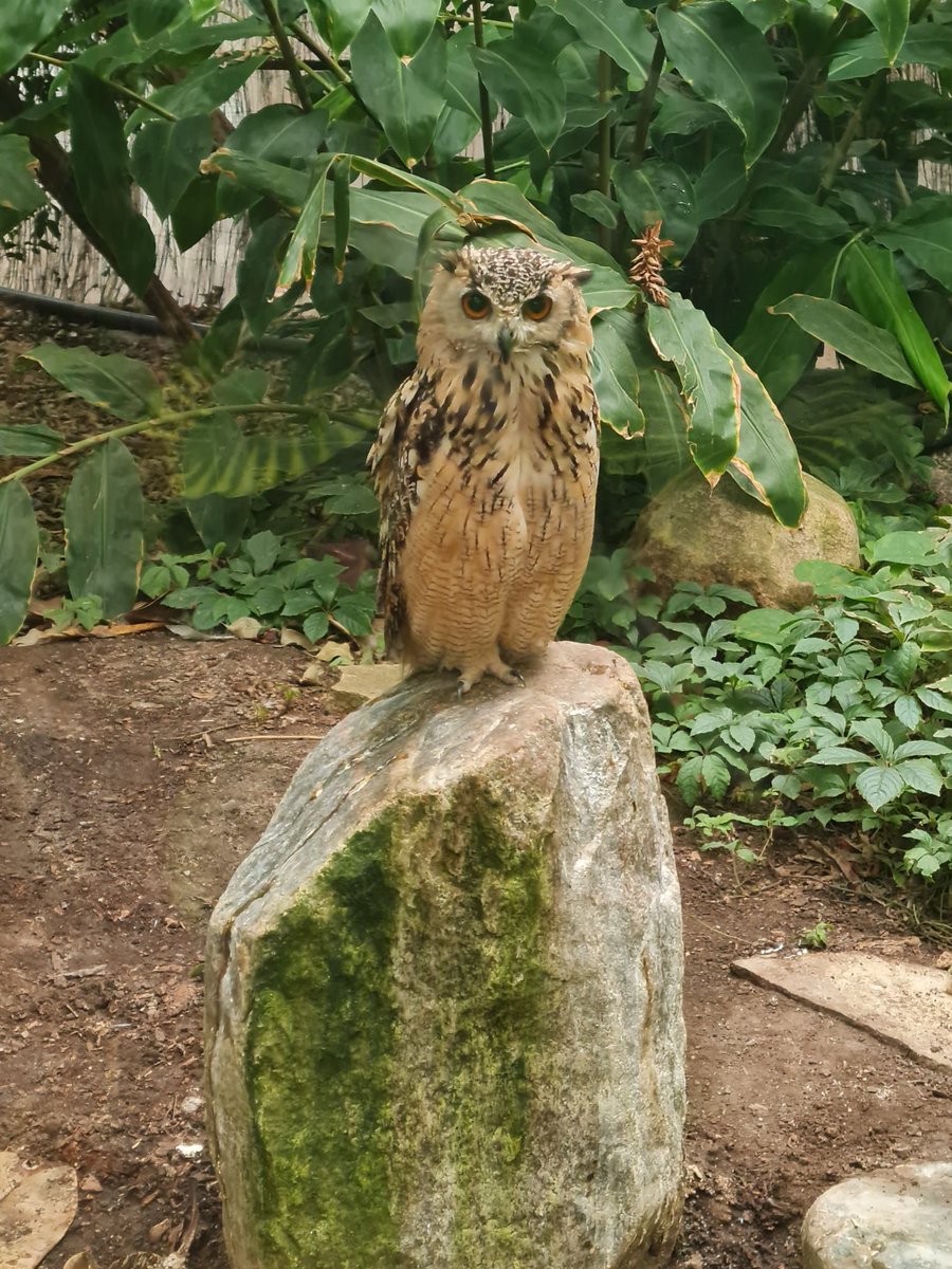 SebChiffers's tweet photo. Can't believe this beautiful owl just sat there and actually posed for this.

#almerejungle #owl #nature https://t.co/fMG8219t4j