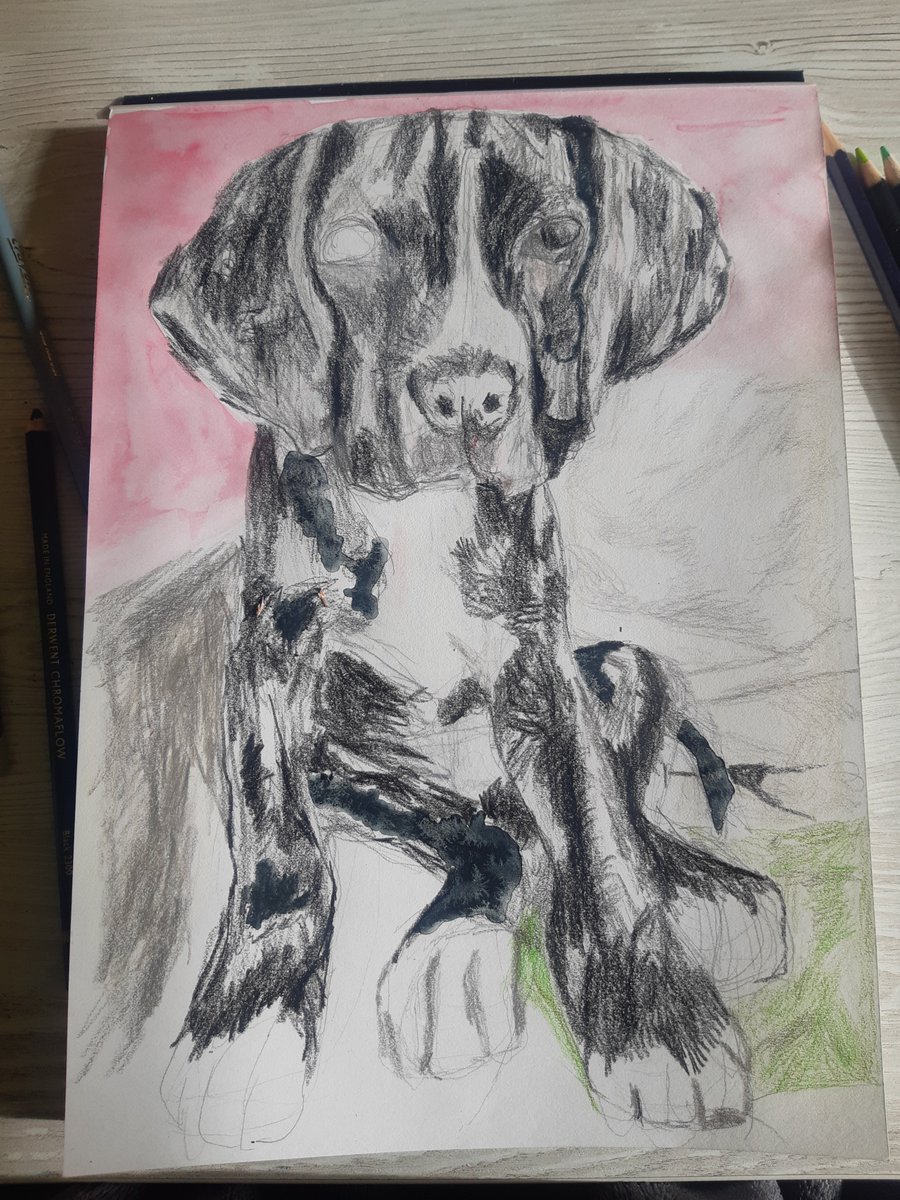ColouredPet's tweet photo. ⚱🐕 I've spent the morning starting on a 🐾#GreatDane who's sadly lost their life 😔. 

💝 If your friend's pet has passed away consider giving them some comfort to cheer them up with a special memorial gift they will cherish forever👉https://t.co/zoUVUIK8Vb #greatdanedrawing https://t.co/YTltOZT3eF