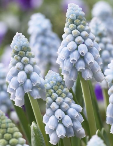 The palest of grape hyacinths, ice blue Muscari armeniacum 'Valerie Finnis', named after the late, great director of the Alpine Department at Waterperry. Photographer unknown.