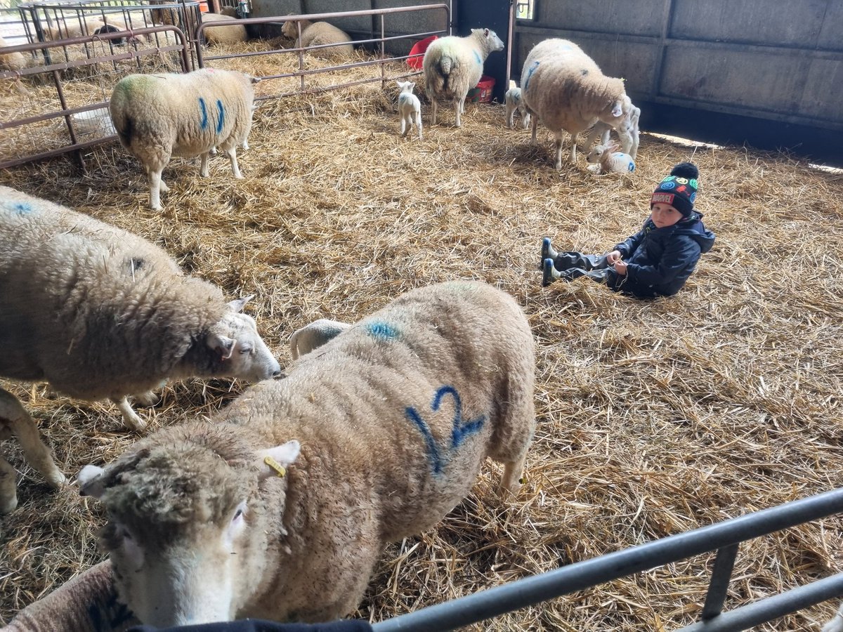 oaktreefarm tweet media