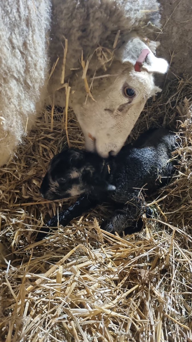 oaktreefarm tweet media