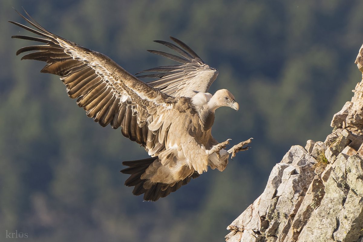 En <a href="/MonfraguePN/">PNMONFRAGUE</a>, los buitres reinan supremos, recordándonos la grandeza y la armonía del mundo natural. Su presencia nos inspira, nos cautiva y nos recuerda la importancia de preservar y proteger este tesoro de la biodiversidad para las generaciones venideras.💫