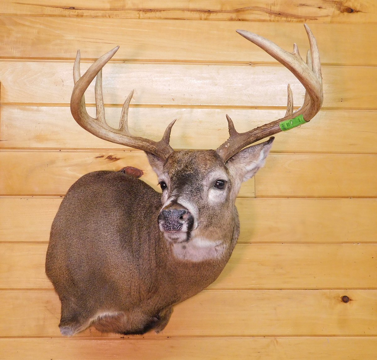 Cementum aged at 6 1/2, scored 161 inches, taken out of Blair county PA.