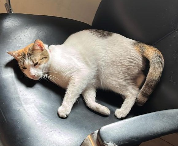 AlertaMePerdi's tweet photo. #PERDIDA #GUAYAQUIL
Nombre: #MINNIE
Fecha: 06/02/24
Sector: Norte, Garzota 2, dos cuadras atrás de la Empresa Eléctrica
Sexo: Hembra
Raza: Mestiza
Obsv : Blanca con manchas rayadas naranjas y grises en la cabeza y lomo, esta
Contacto: 0993873218
¡Ayúdala a volver!
#AlertaMePerdí https://t.co/QWVFX2oYfC