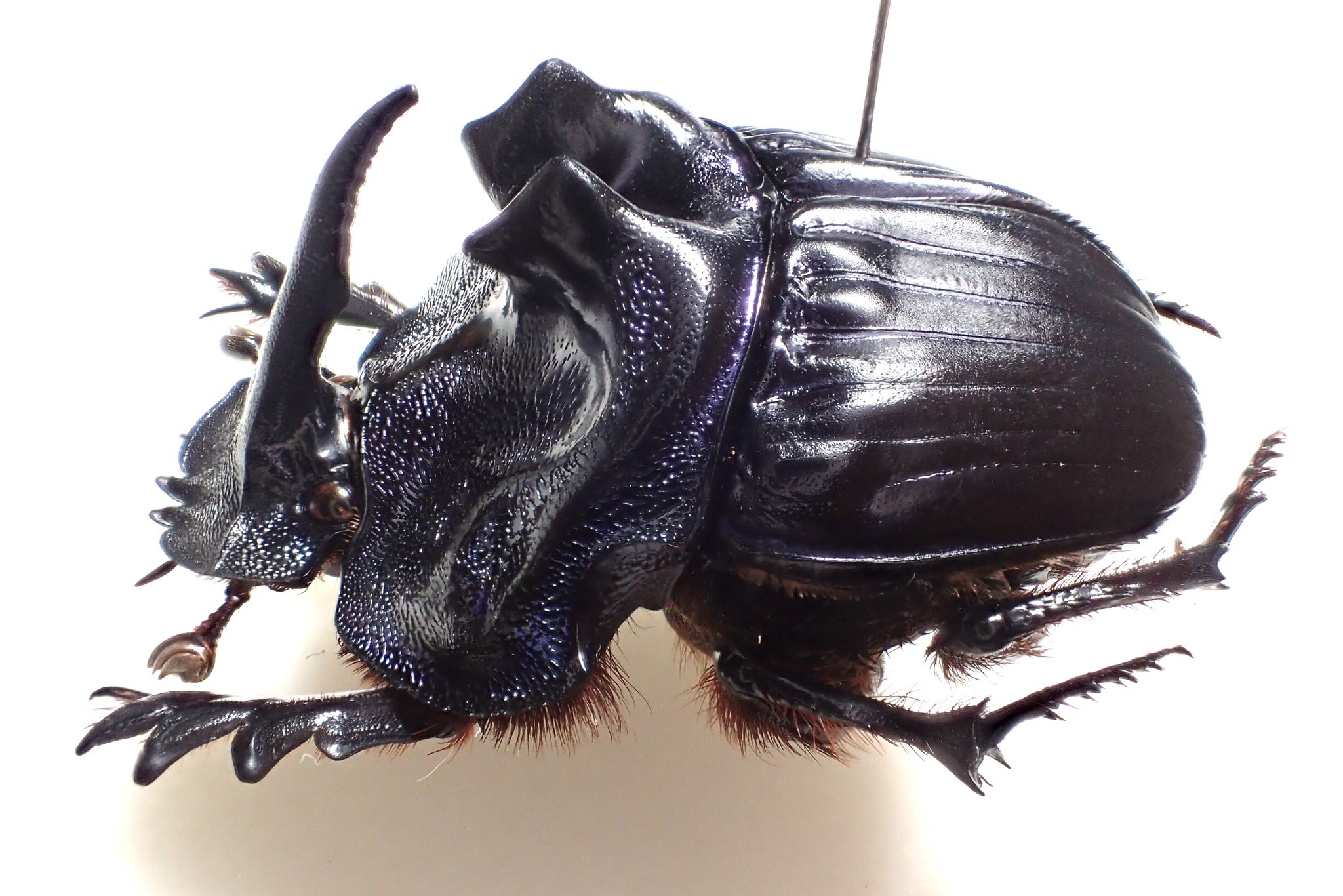 ブラジル産　ベリコサスニジダイコクコガネ　30mm 34mm ブラジル産 ベリコサスニジダイコクコガネ 30mm 34mm やや傷や