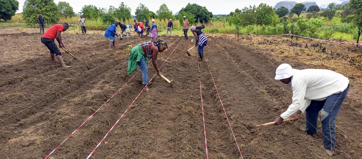 herorats's tweet photo. #APOPO hosted a syntropic farming workshop in Angola 🇦🇴 to introduce and educate an approach that could revolutionize agriculture in mine-affected areas and beyond.

Read the full story: https://t.co/BISN6xBJ6z

#sustainablefarming #HeroTREEs #syntropic #agroforestry https://t.co/rKgNHUoQLj