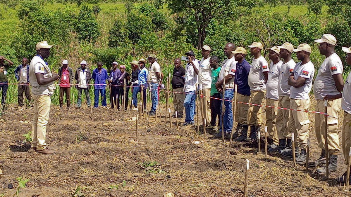 herorats's tweet photo. #APOPO hosted a syntropic farming workshop in Angola 🇦🇴 to introduce and educate an approach that could revolutionize agriculture in mine-affected areas and beyond.

Read the full story: https://t.co/BISN6xBJ6z

#sustainablefarming #HeroTREEs #syntropic #agroforestry https://t.co/rKgNHUoQLj