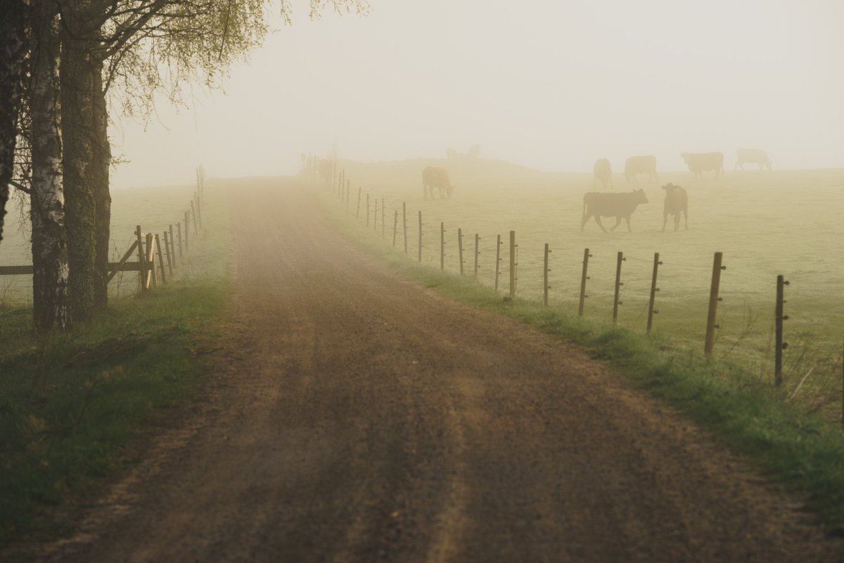 Cederfjärd tweet media