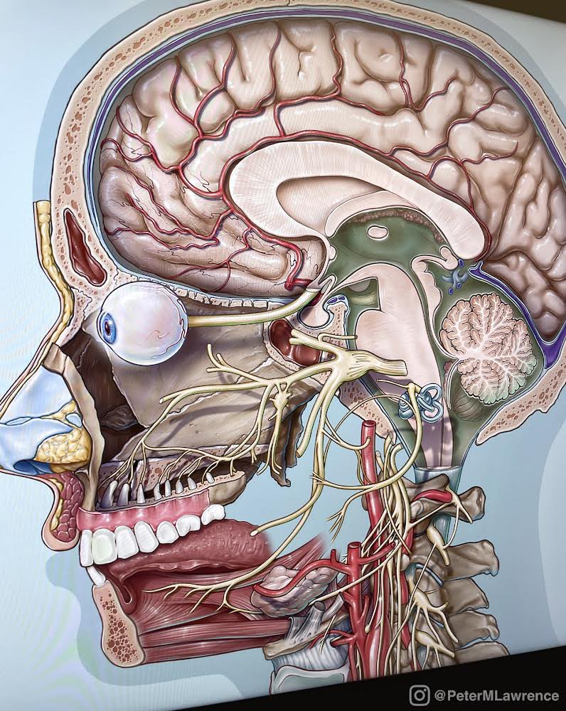 Head &amp; neck anatomy #medicalschool #Neurology 
petermlawrence.com