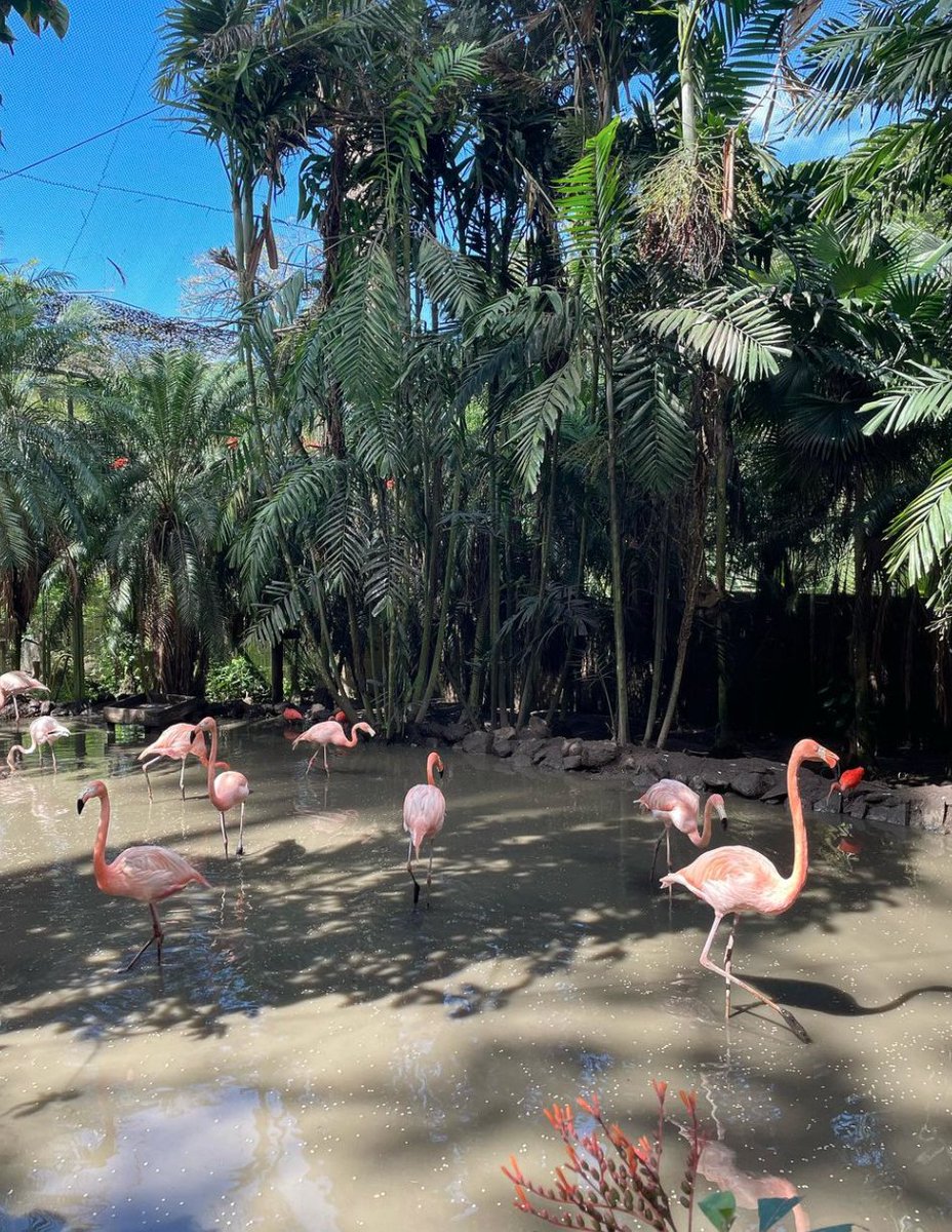 Cosmo Danchin-Hamard 🎱✨ tweet media