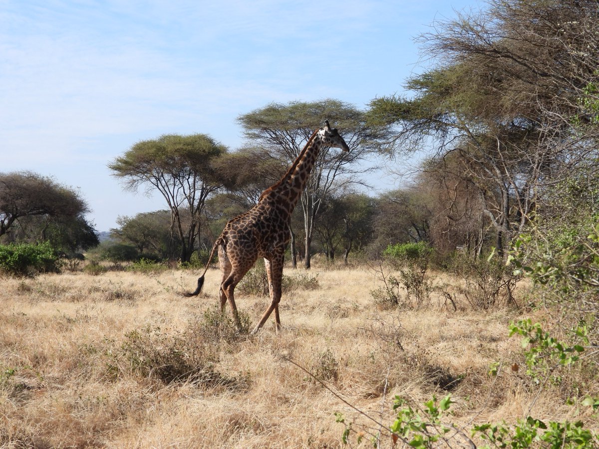 360_adventures's tweet photo. #Masai_giraffe
Your Travel Partner - Let’s Go Extra Mile - Let’s Experience the World in a Unique Way!

Book with us Now for Exclusive Safaris.

🌍 https://t.co/ccSruiIRBB
📧 info@360xtremeadventures.com 
Call/WhatsApp: +255 744 790 003

#adventuretime #travel #safaribookings https://t.co/vsnTBF0Fix