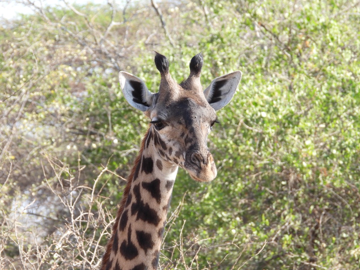 360_adventures's tweet photo. #Masai_giraffe
Your Travel Partner - Let’s Go Extra Mile - Let’s Experience the World in a Unique Way!

Book with us Now for Exclusive Safaris.

🌍 https://t.co/ccSruiIRBB
📧 info@360xtremeadventures.com 
Call/WhatsApp: +255 744 790 003

#adventuretime #travel #safaribookings https://t.co/vsnTBF0Fix