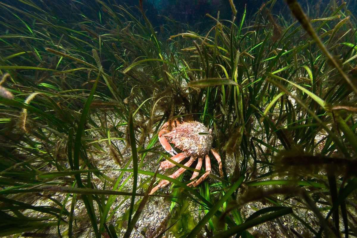 There are some cracking low tides across the Bailiwick over the next few days… 🏝️And also good weather 🥳🌤️ 😱. As such, we are trialling some new #eelgrass survey methods to clip onto our future public beach walkover events 🌱🌱🌱

Photo credit: Tim Harvey <a href="/GuernseySea/">SeaGuernsey</a>