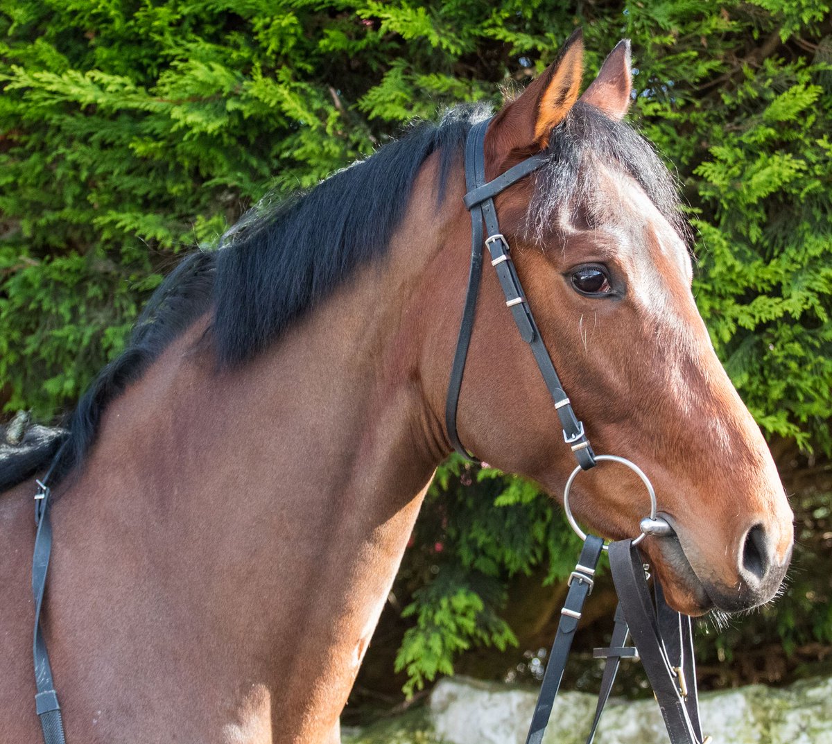 One runner today. Masterpainter goes in the rearranged race at @NewcastleRaces with @phillip_dennis riding. Good luck to members of the Dods Racing Club.