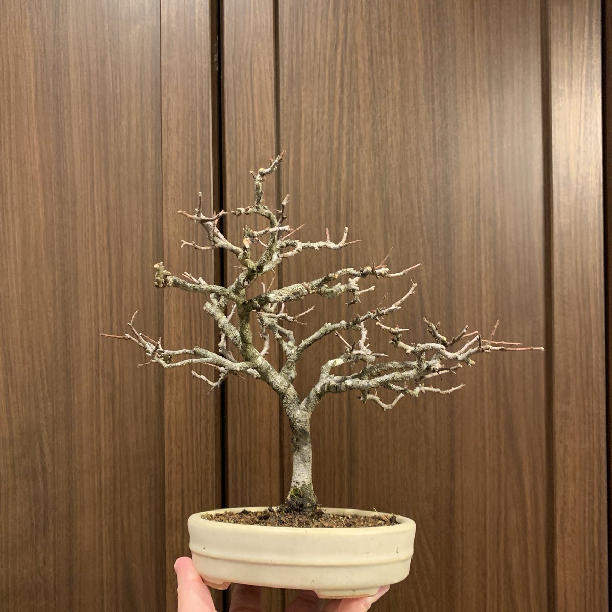 bonsai_masurao tweet picture