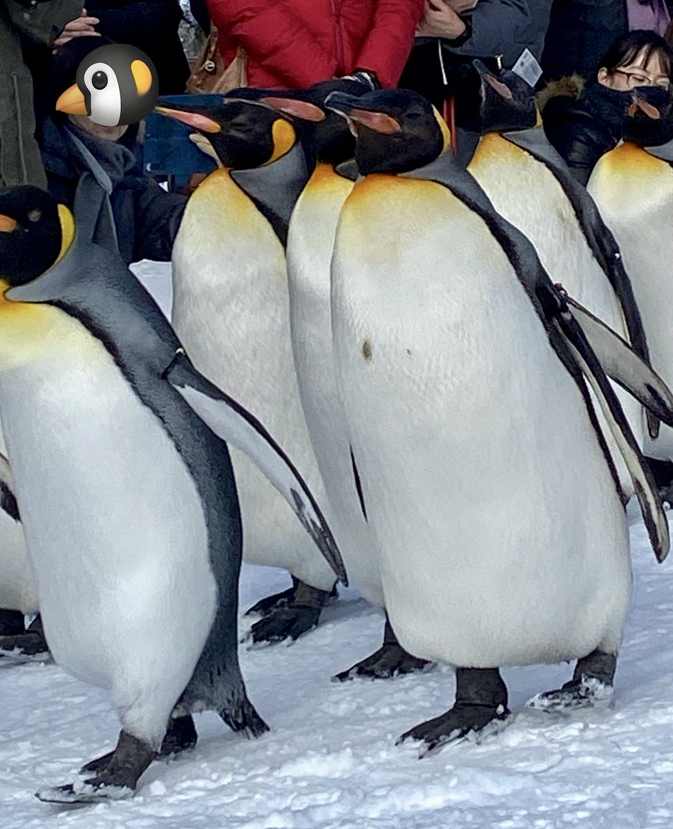 ペンギン散歩
誇らしげな顔がよき

2024/02/10

#ペンギン　#キングペンギン　#オウサマペンギン　#Kingpenguin  #旭山動物園　#旭川