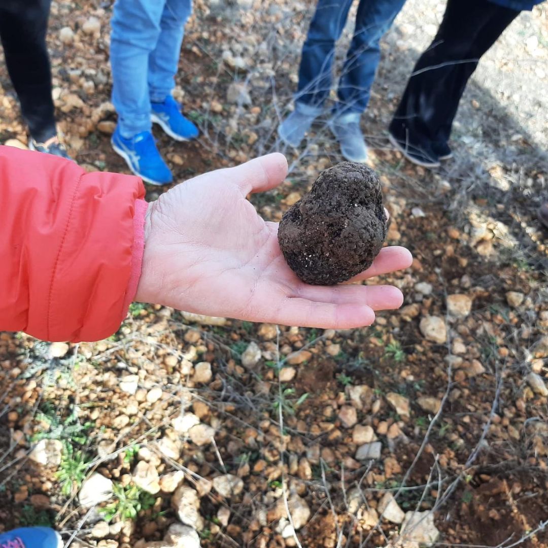 inturmancha's tweet photo. 🍄✨ ¡Descubre el misterio de la trufa negra en la majestuosa Serranía de Cuenca! 🌲🇪🇸 Únete a nosotros el sábado 17 de febrero a las 10:00 h para una experiencia única y sensorial que despertará tus sentidos.
#TrufaNegra #agroturismo #turismocuenca  #turismogastronomico #trufa https://t.co/u5fMtbXFvZ