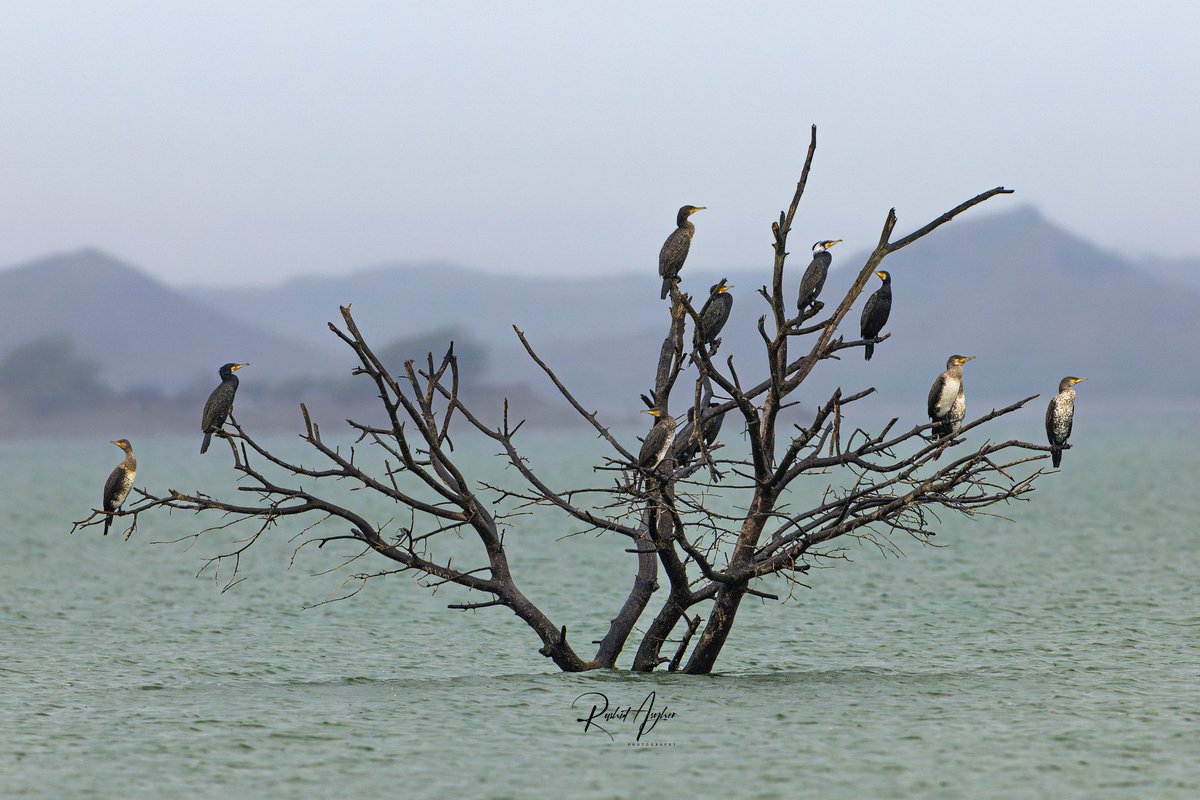 'Only when the last tree has died, the last river has been poisoned, and the last fish has been caught will we realize that we cannot eat money.' In picture: Great Cormorants Sindh - Pakistan 🇵🇰 @OrnithoPakistan @IndiAves @ThePhotoHour #BirdsSeenin2024