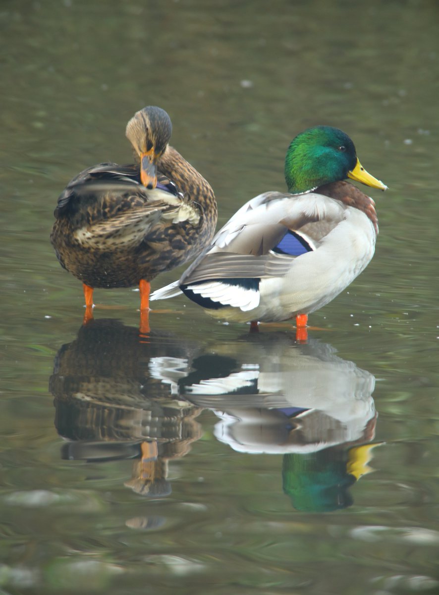 RumyanaW's tweet photo. Happy Saturday and a new weekend everyone!πππ¦
Mallard Ducks at the lake this morning with sign of spring.
#lake #wildlife #mallardducks #malards #wildlifephotography #nature #NaturePhotography #TwitterNaturePhotography #TwitterNatureCommunity https://t.co/G3bM5HDVl7
