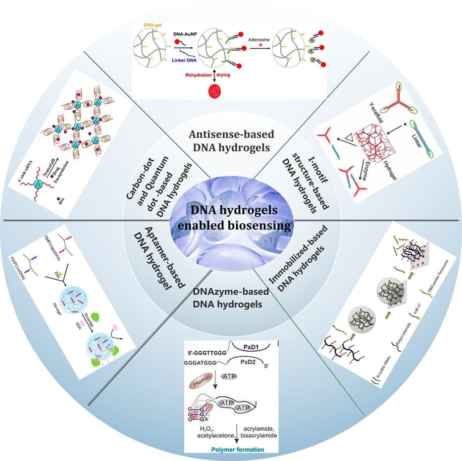 CorinneNokel's tweet photo. DNA hydrogel-empowered biosensing 

#DNAHydrogels
#QuantumDotBasedHydrogel
 #SmartHydrogel 
#GrapheneOxideHydrogel 

'DNA hydrogels may lay the foundation for the generation of soft robots or cell-free synthetic biology.' 

https://t.co/uGxpm8S9mb https://t.co/Ck0EXcDrRU