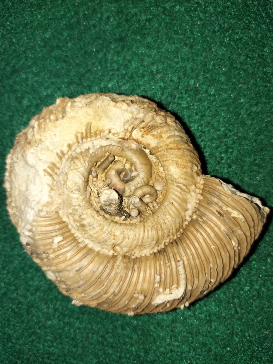 Nautil_Works's tweet photo. Discoceras sp.
中期シルル紀ウェンロック
スウェーデン/ゴットランド

誤認してペイスモセラス属として紹介してた
タイト&amp;ルーズな変則巻きの常巻きオウムガイ類

私やセラーだけでなく素人の大半が認識してたと思う

ディスコセラス属だと考えた動機は最近始めたミューゼオのLabページに記載してます https://t.co/NX9Rhv7lhZ