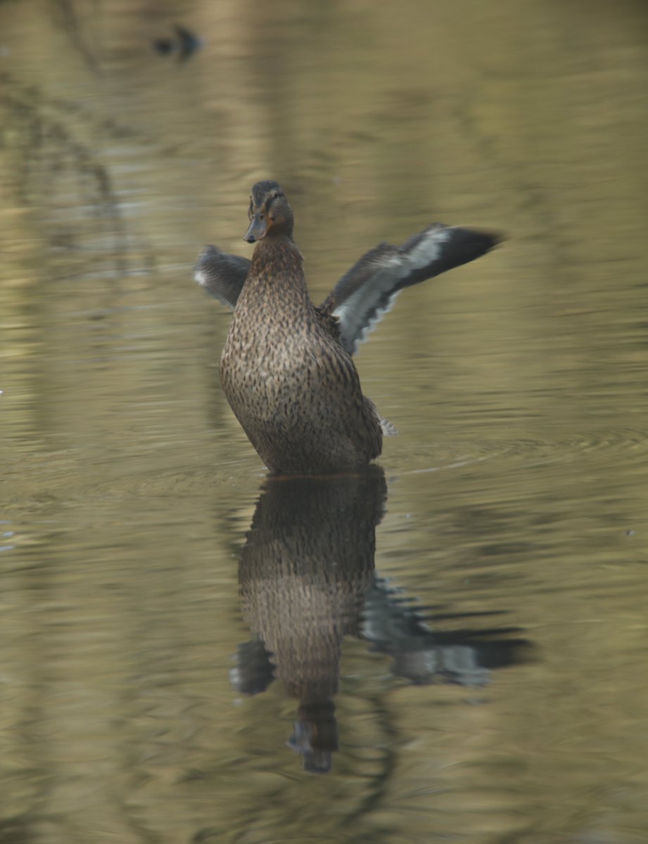 RumyanaW's tweet photo. Happy Saturday and a new weekend everyone!πππ¦
Mallard Ducks at the lake this morning with sign of spring.
#lake #wildlife #mallardducks #malards #wildlifephotography #nature #NaturePhotography #TwitterNaturePhotography #TwitterNatureCommunity https://t.co/G3bM5HDVl7
