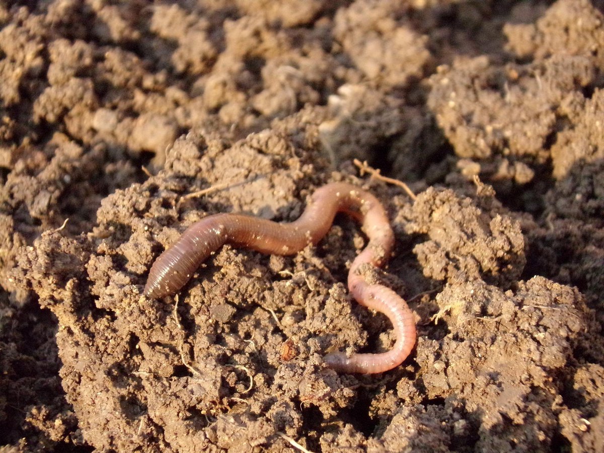 allotmentonline's tweet photo. Don’t you just love this time of year when you have a ‘blank canvas’ to start afresh, starting with soil prep…🌱
https://t.co/EG2pei4sAg
#soiltypes #soilprep #allotmentlife https://t.co/xJx8qhRSkW