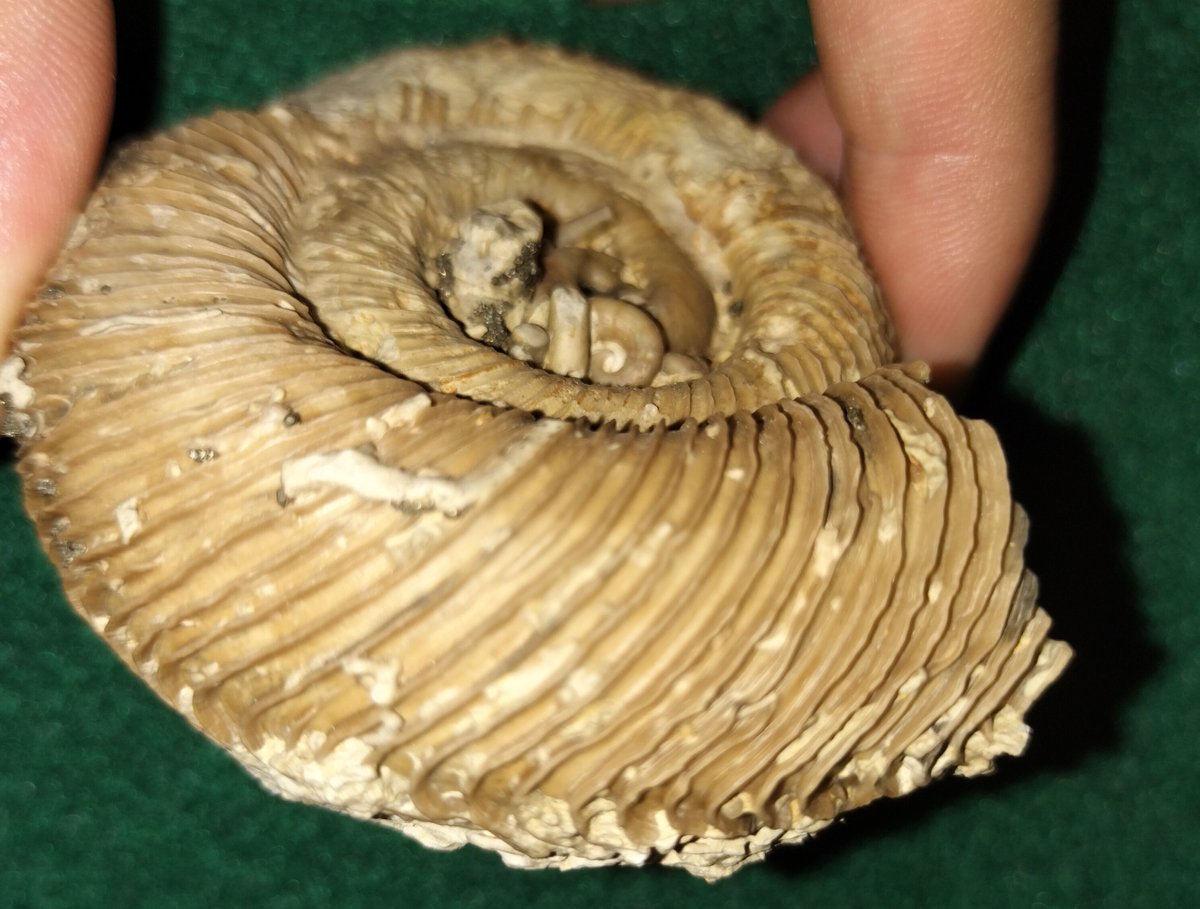 Nautil_Works's tweet photo. Discoceras sp.
中期シルル紀ウェンロック
スウェーデン/ゴットランド

誤認してペイスモセラス属として紹介してた
タイト&amp;ルーズな変則巻きの常巻きオウムガイ類

私やセラーだけでなく素人の大半が認識してたと思う

ディスコセラス属だと考えた動機は最近始めたミューゼオのLabページに記載してます https://t.co/NX9Rhv7lhZ