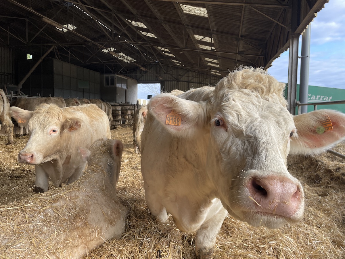 Au campus Bougainville, on prend le temps d’élever les vaches enlargeyourparis.fr/societe/au-cam… (avec <a href="/Interbev_fr/">Interbev</a>)