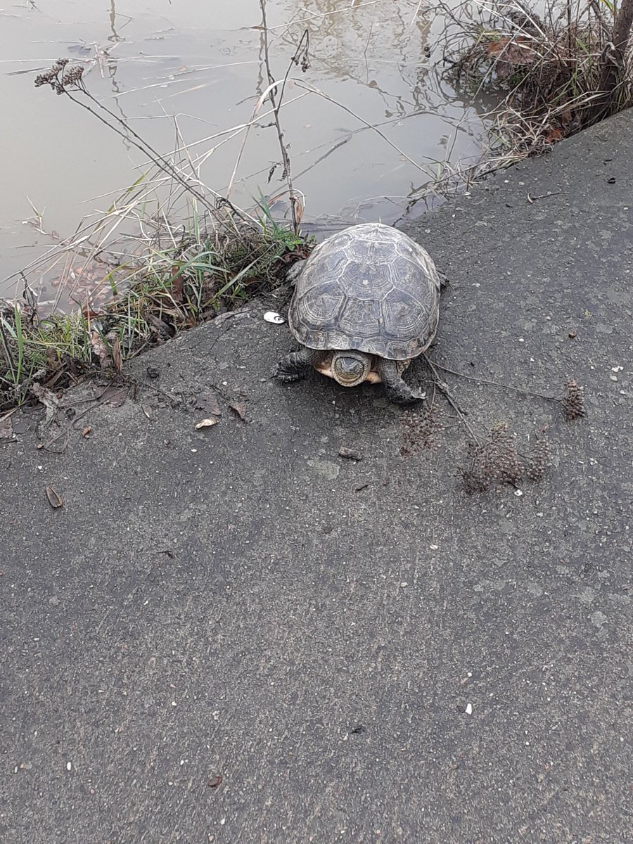 Taki żółwik spotkany dzisiaj na warszawskich bulwarach 🥰 prawdopodobnie inwazyjny żółw ozdobny
