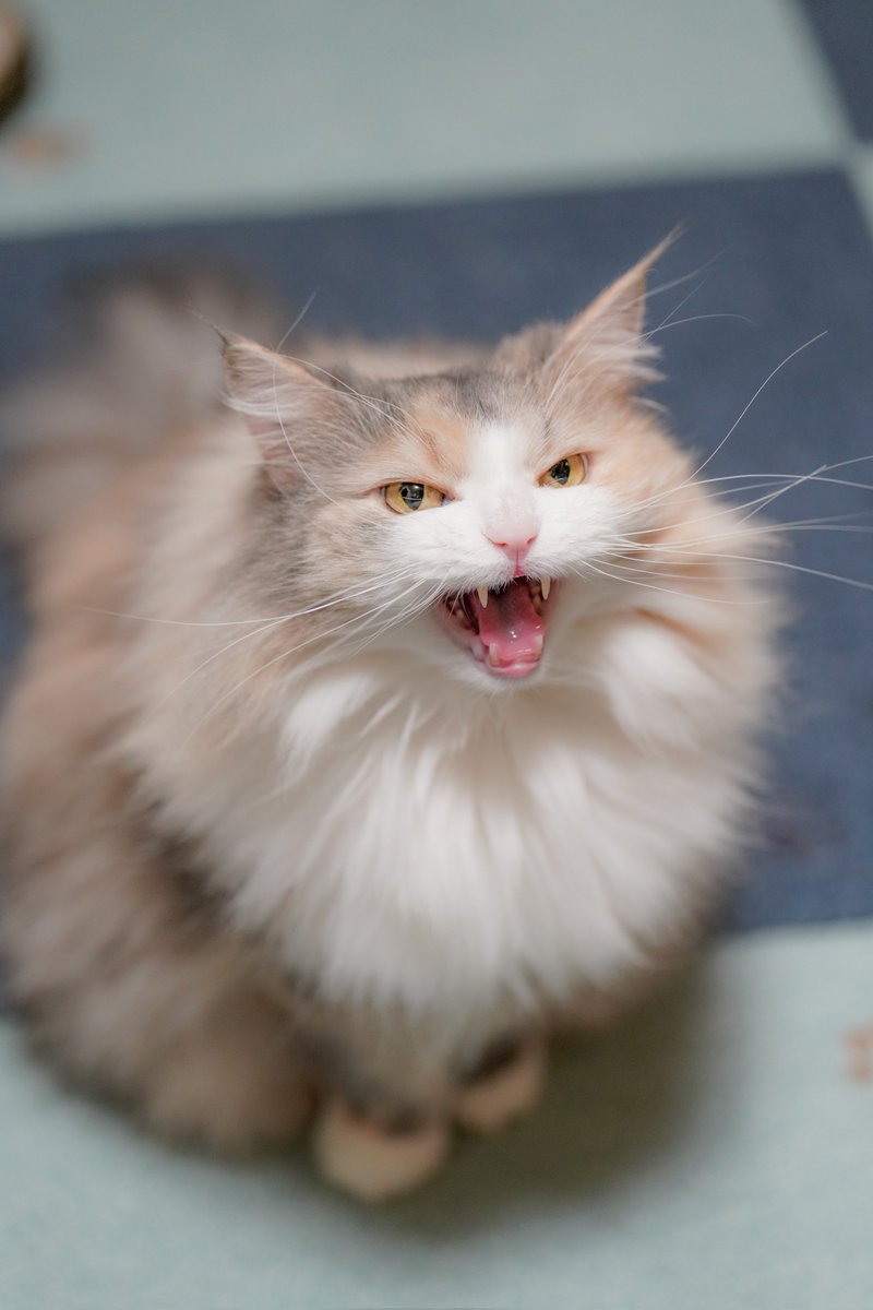 『枕なんだから動かないで！』って追いかけてきて怒ってた