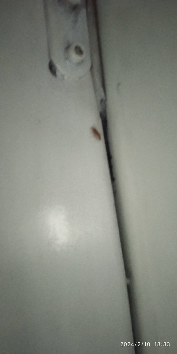 vivek_mav's tweet photo. PNR-8710370326
Trn:12959
B2 coach - berth 15
Dt:10-02-24
Frm BDTS to BHUJ

Many cockroaches are roaming on berth, please help

@RailMinIndia @WesternRly https://t.co/laLDGHYawb