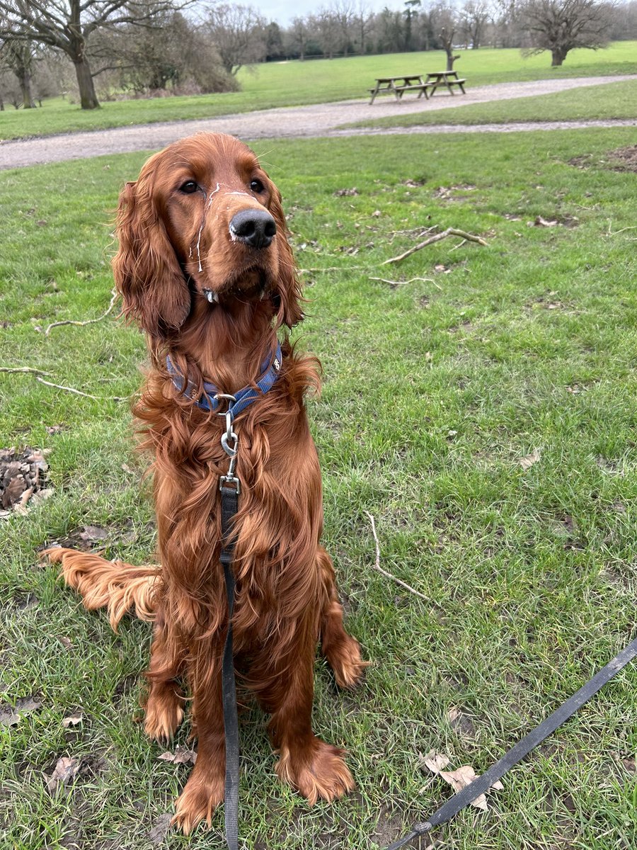 This boy ❤️🐶🐾

#DogCelebration 

Slobber stripes mandatory in every photo 😂