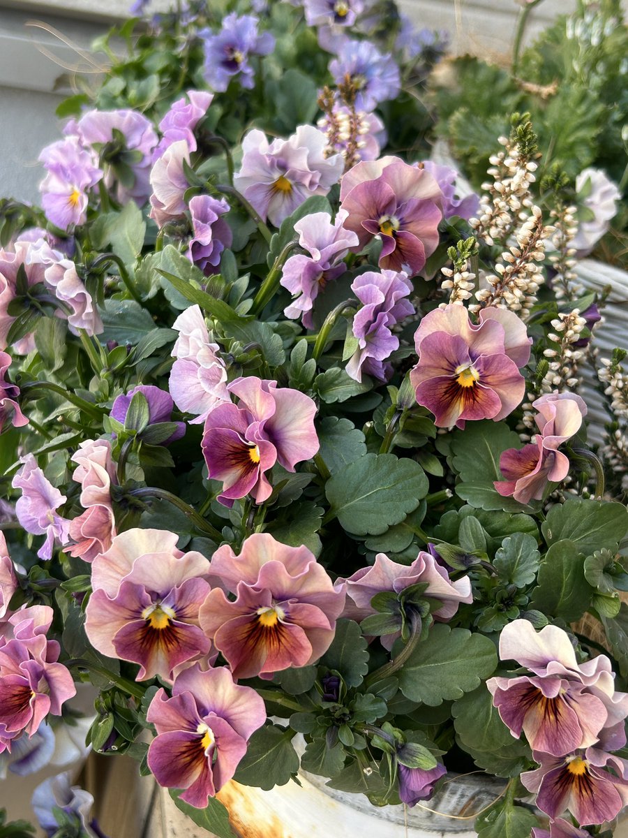 花y…ページ•*¨*•.¸♬︎ X（旧Twitter）で話題のおもしろ画像や動画 - Yahoo!リアルタイム検索