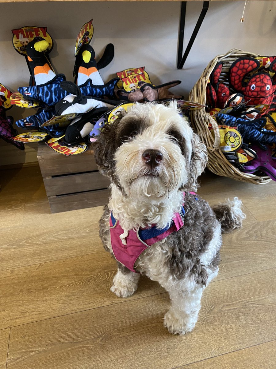 bemorebob2's tweet photo. Showing off my new harness #PinkIsCool 💕 https://t.co/TsffswqGb2