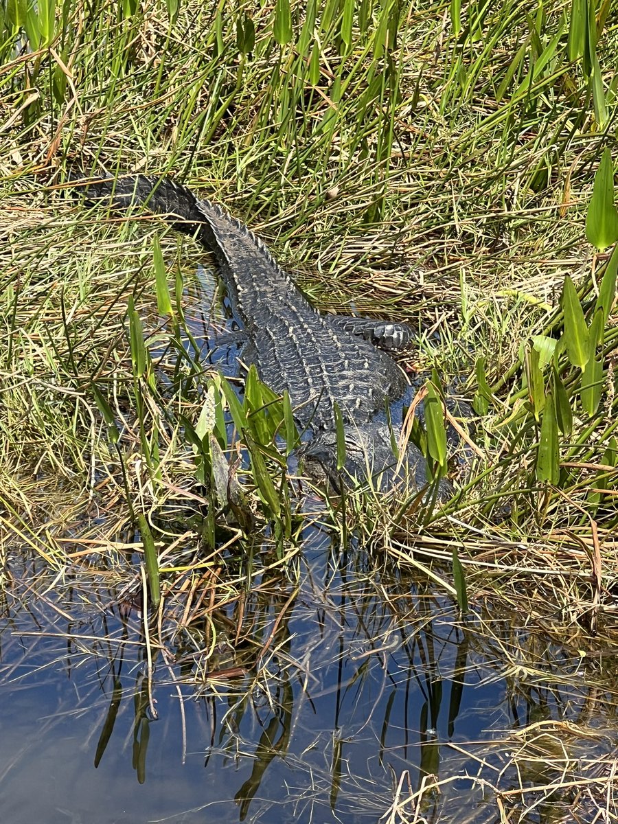 DoctoraJudy's tweet photo. Perfect Florida day yesterday, spent in the Everglades with @EvergladesFoundation scientific and education leaders. An exceptional view of our water source and the restoration efforts underway to protect this unique environment.  Thank you Everglades Foundation! https://t.co/11Nt7OEw3R