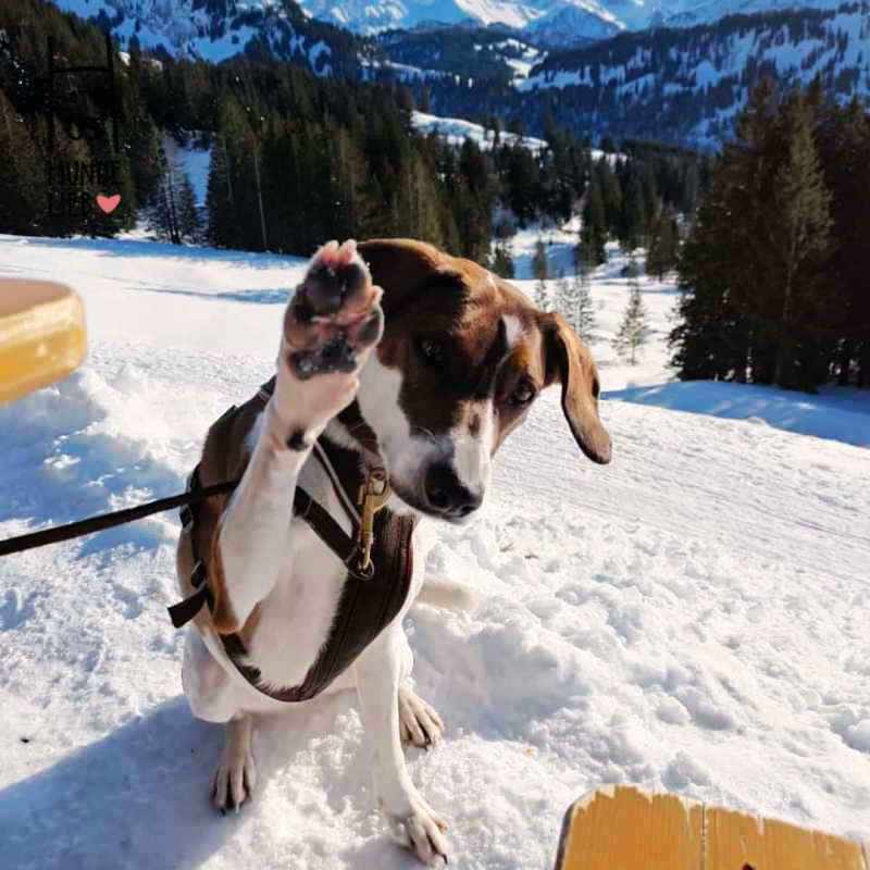 High Five! 🙌
Wanderung durch den Schnee bestanden.

#hundefotos #hundebilder #hundelieb #dogsharing #dogfluencer #dailydoseofdog #dogsharingdeutschland #dogsharingösterreich #dogsharingschweiz #dogcommunity #lovedogs #hund #hunde #hundeverliebt #hundeverrückt #hundeliebe