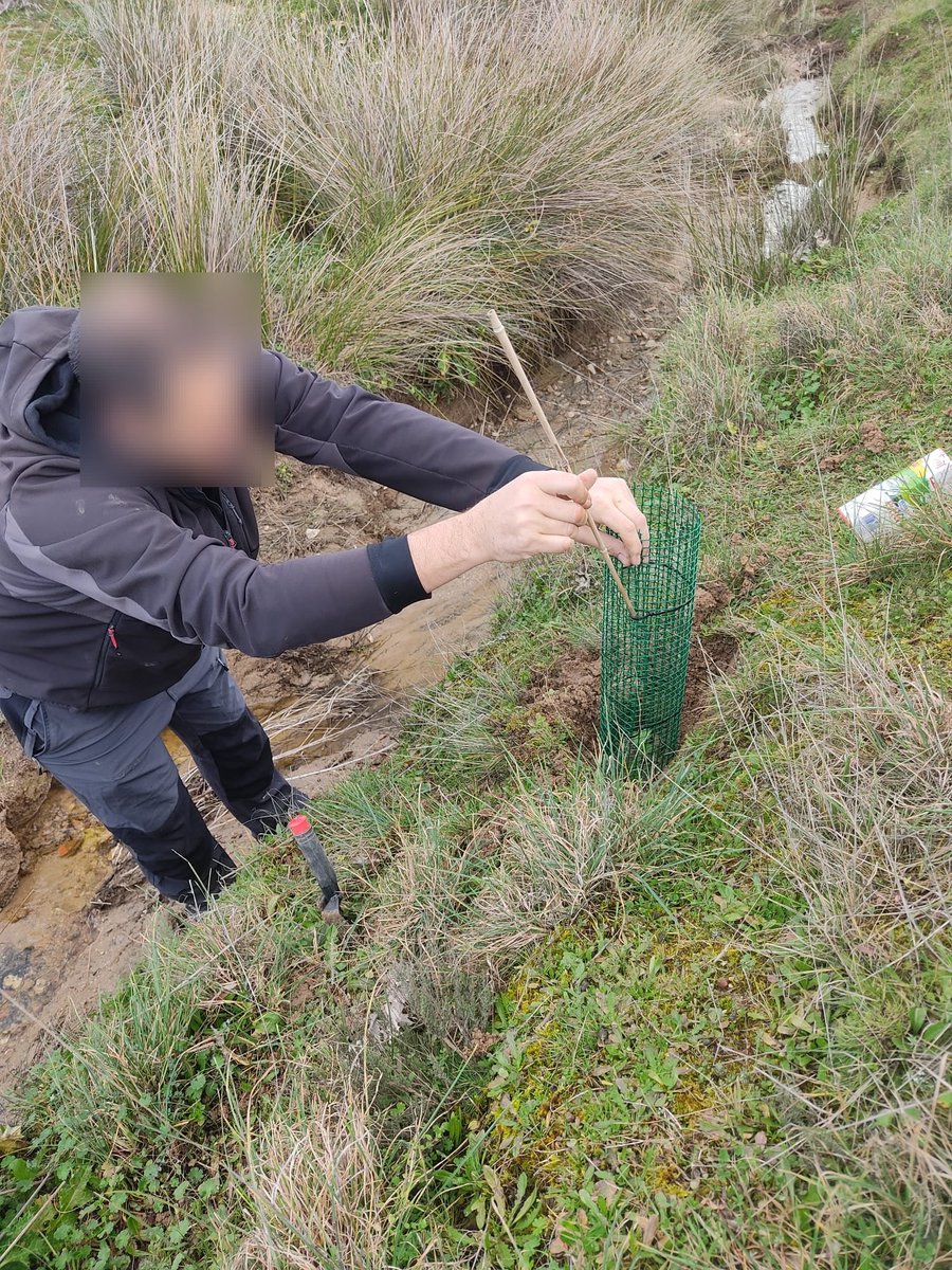 JartoPanchu's tweet photo. @CorredorEcoSur @ENTORNOMEAQUES Con la reforestación de encinas en el #CorredorEcologico del meaques que hemos hecho hoy, casi acabamos esta temporada.
Aún nos quedan plantones de roble que traeremos cuando deje de haber posibilidad de heladas.
#Meaques https://t.co/sEG6tQThEG