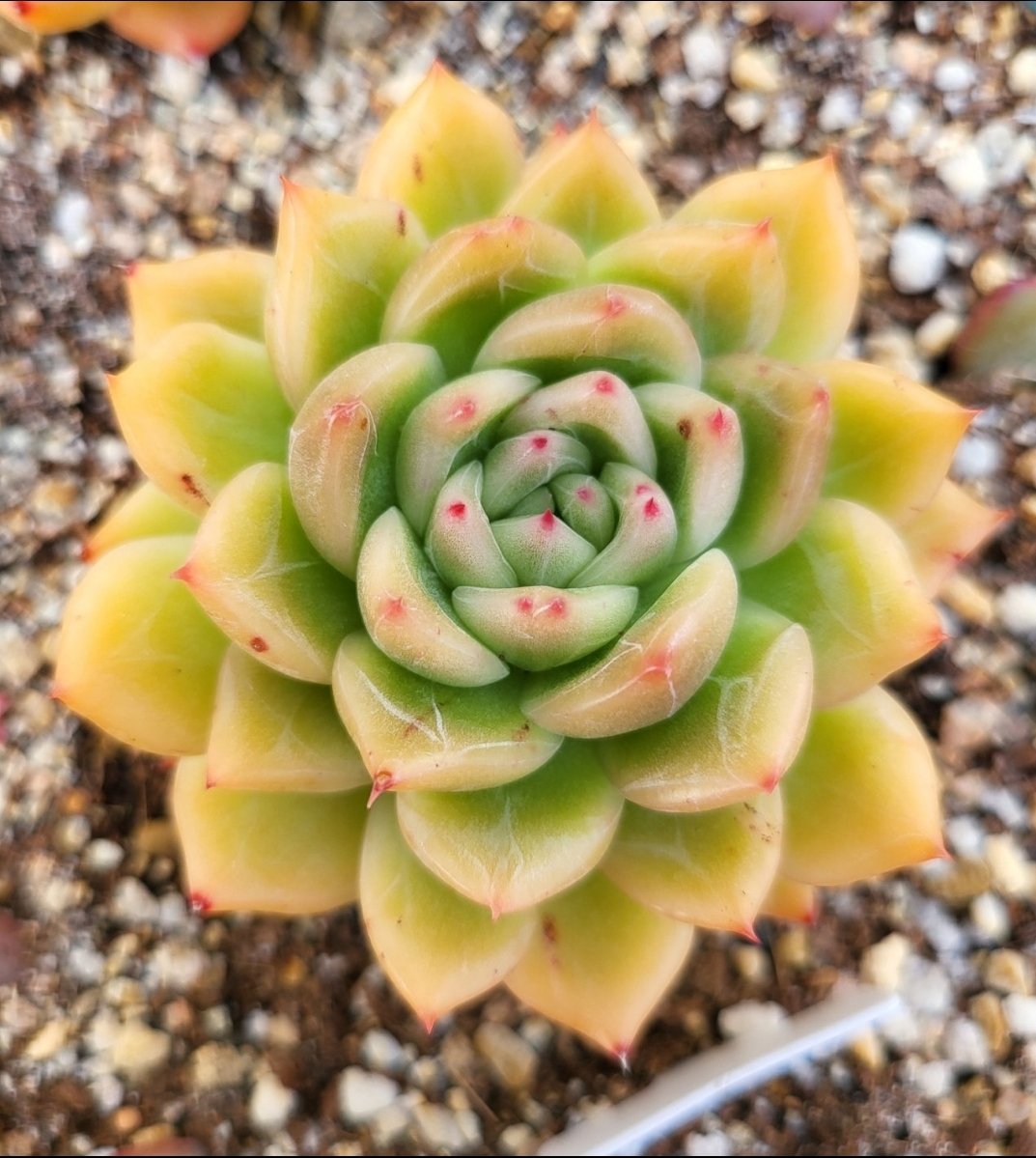 ljk0728's tweet image. #스타우클락 #다육 #다육이 #다육식물 #반려식물 #희귀식물