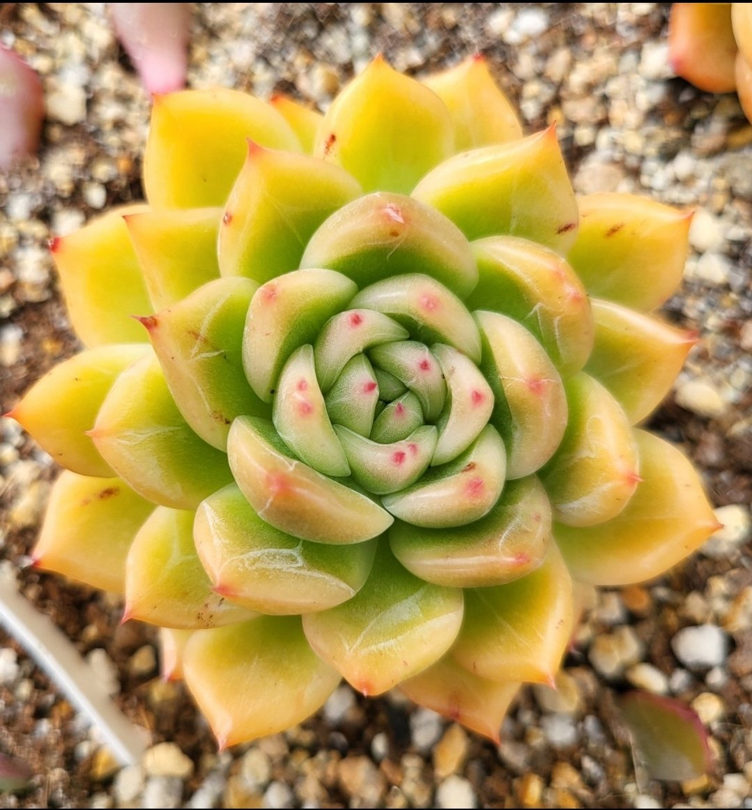 ljk0728's tweet image. #스타우클락 #다육 #다육이 #다육식물 #반려식물 #희귀식물