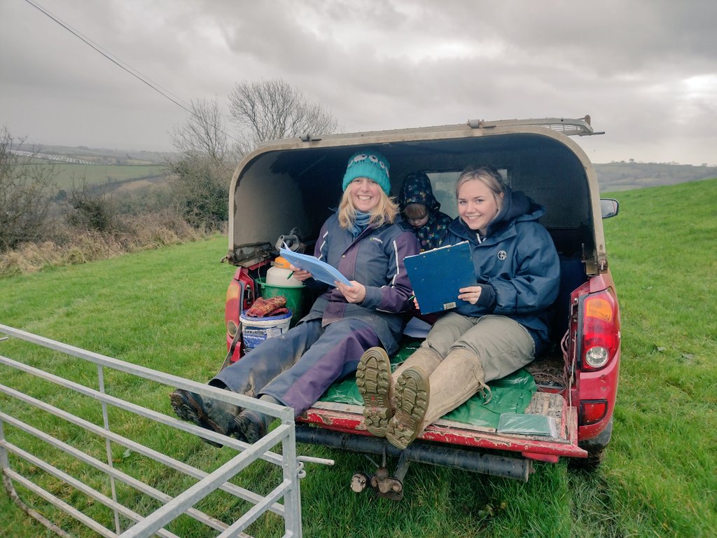 cvfarming's tweet photo. Scanning done! Four seasons in a couple of hours but worth it for a good result. Thanks to @Tamblyn_Ben for a little tractor assistance to rescue the pickup! The countdown to lambing begins... https://t.co/SVVpCYqNFS