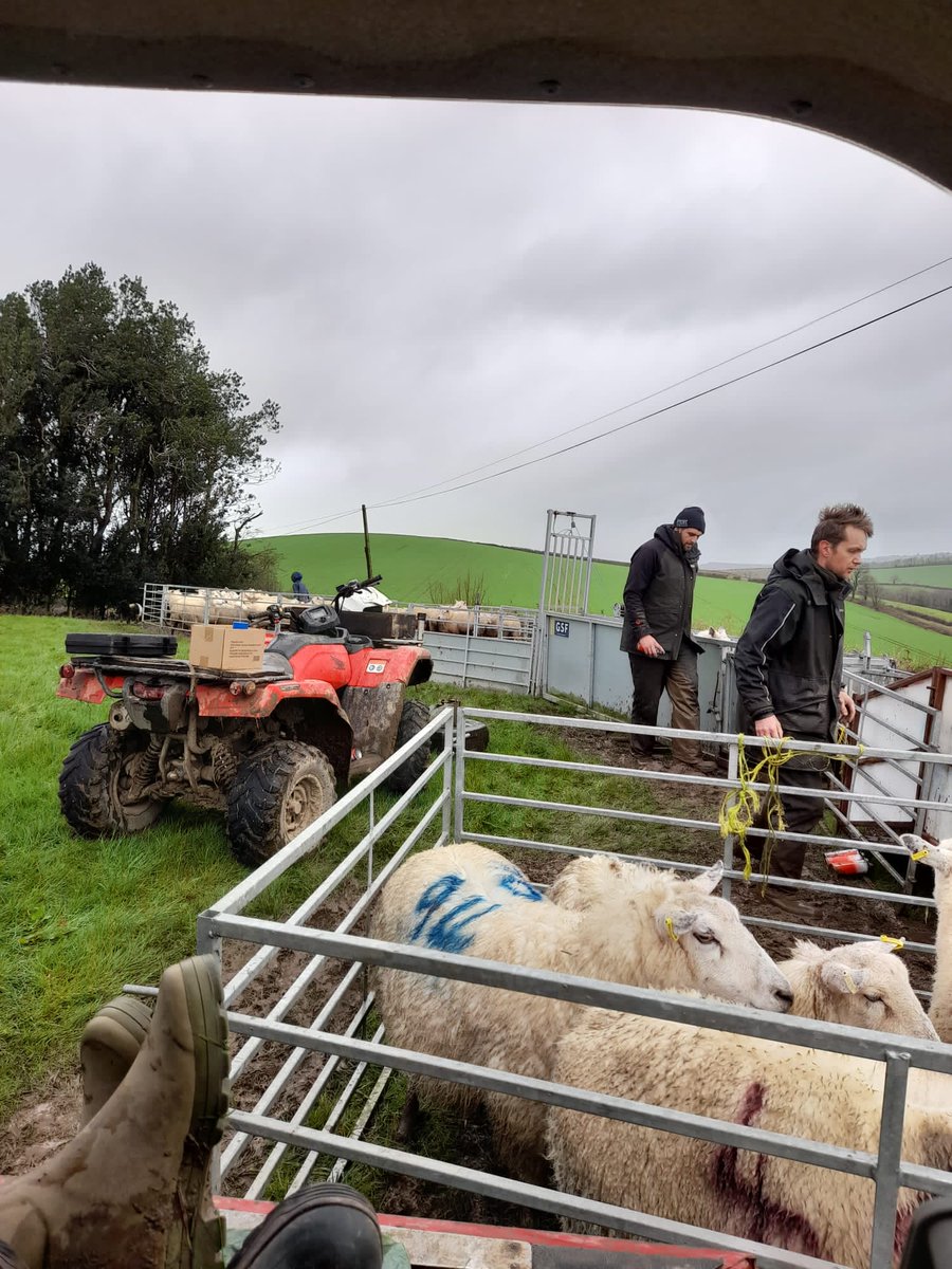 cvfarming's tweet photo. Scanning done! Four seasons in a couple of hours but worth it for a good result. Thanks to @Tamblyn_Ben for a little tractor assistance to rescue the pickup! The countdown to lambing begins... https://t.co/SVVpCYqNFS