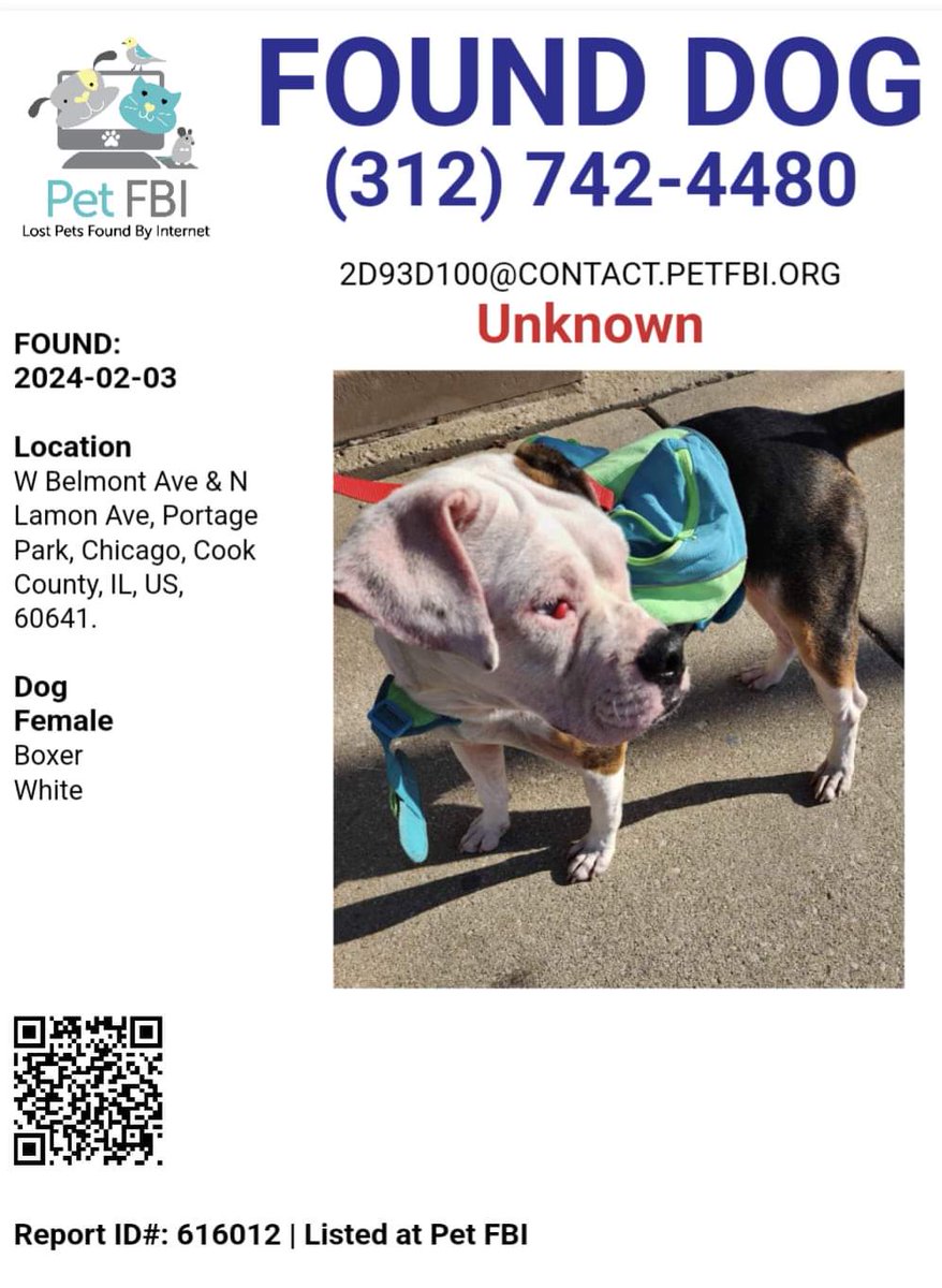 ChiSpectator's tweet photo. Female found on Feb 3, 2024 at Belmont and Lamon by the firehouse; no tags, no chip but wearing that fairly unique harness. 

Please have the owner contact the 16th District Chicago Police Department at 312-742-4480. 

Must have proof of ownership. https://t.co/7oXn9ddE6b