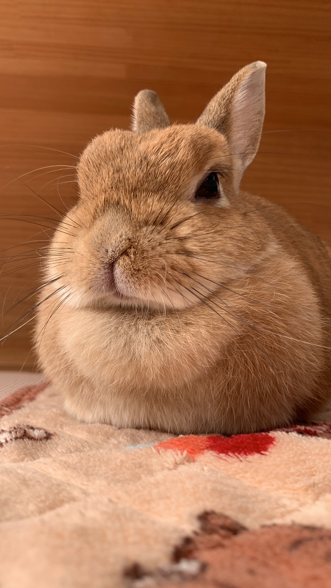 うさぎ_(・×・_∪⌒)ο Amazon.co.jp: HAC おさんぽ うさぎちゃん うさぎ 約W9×D14.5