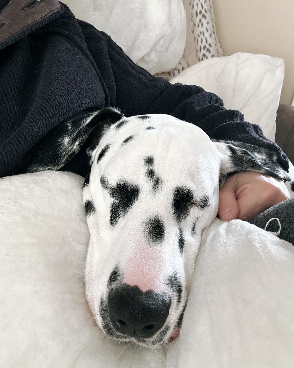 Ian_RG's tweet photo. Someone is tired after his walk
#dalmatian #dalmation #dalmatians #dalmata #dalmatiansofinstagram #dalmatiner #dalmatiannation #dalmatianclubfactures #dalmatian_feature #dalmatianlove #dalmatians_of_instagram #dalmatian_pics #spottydogs #dalmatianworld #dalmatiandog https://t.co/RS7yrSegnC