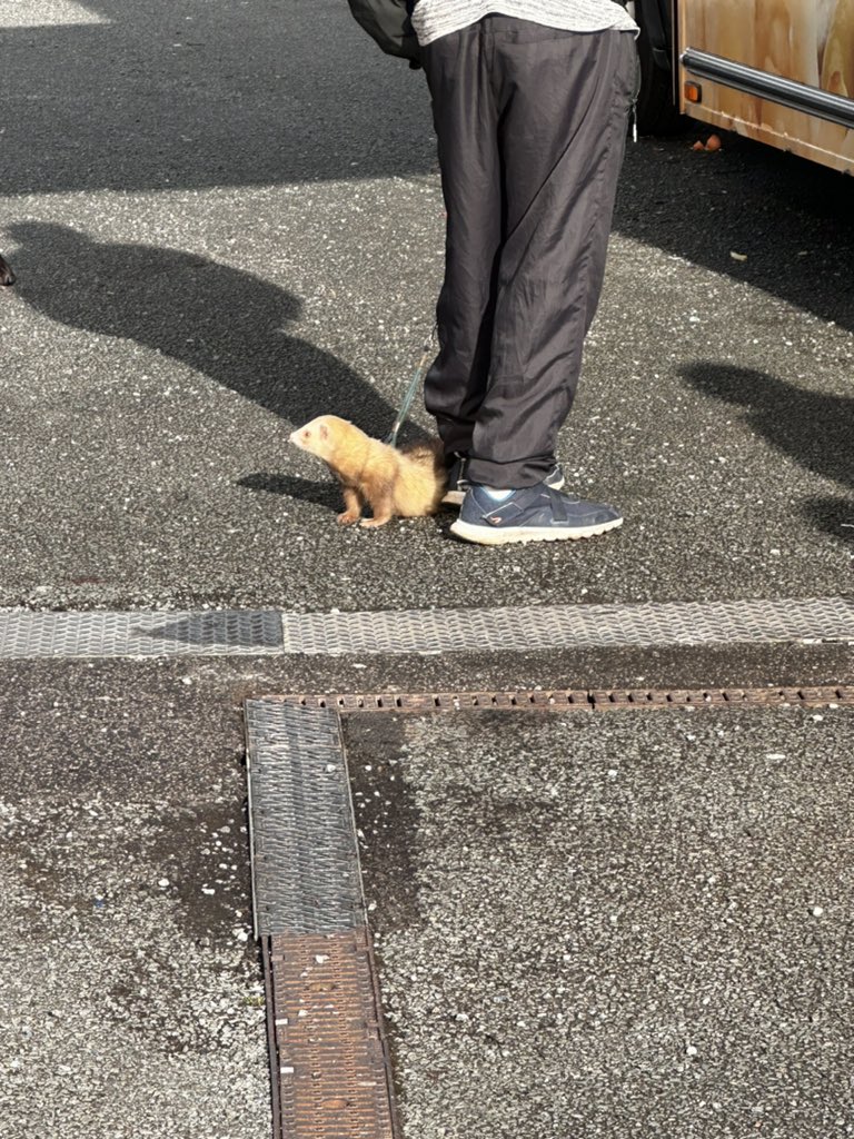PillingAnthony's tweet photo. There’s a man walking a ferret outside the south stand #wafc https://t.co/1Kxe9HXPXB