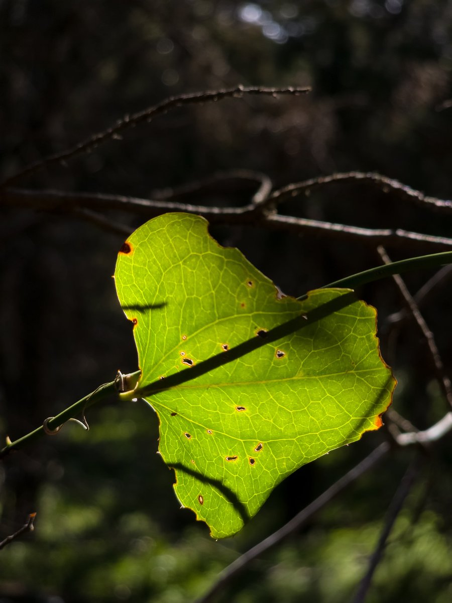 Morning, friends! 

Happy Saturday! Enjoy your weekend! 💚

Shot on S24 Ultra powered by @Snapdragon, edited in Lightroom.

#ShotOnSnapdragon #withGalaxy #SnapdragonCovers #nature #photography